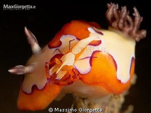Goniobranchus fidelis & emperor shrimp by Massimo Giorgetta 
